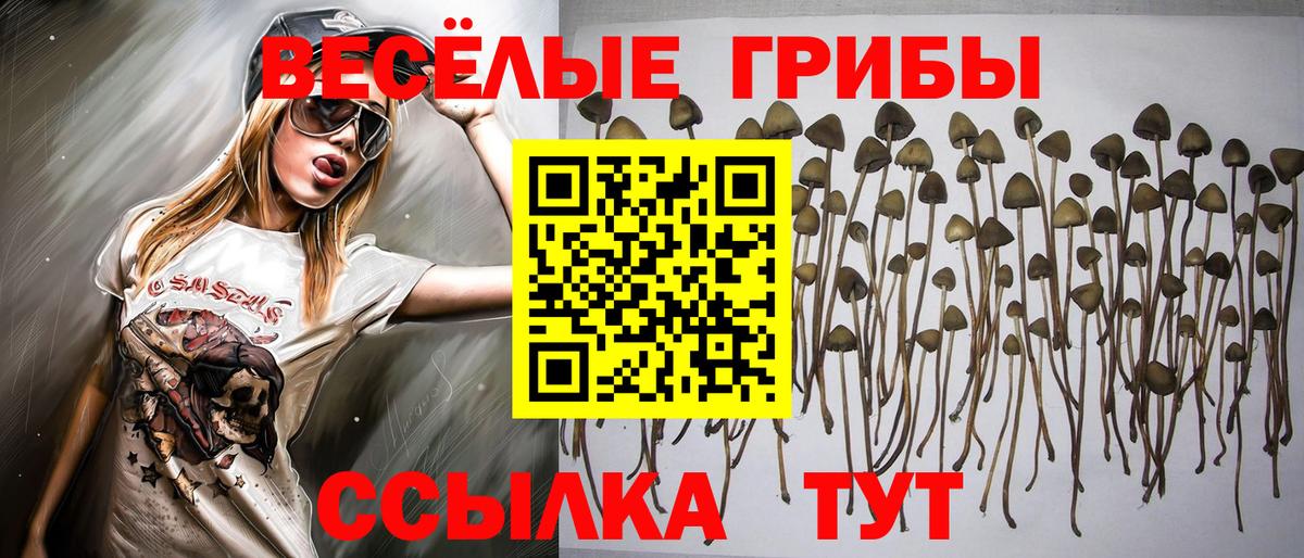 Псилоцибиновые грибы Cubensis Удомля